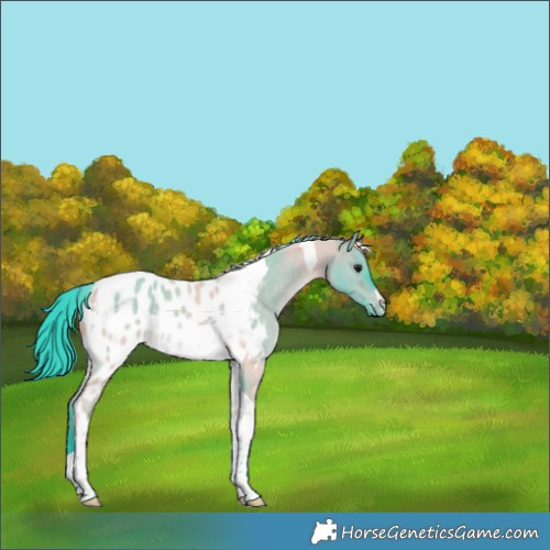 Horse Color:Watercolor Brown Dun Tobiano Near Leopard Rabicano 