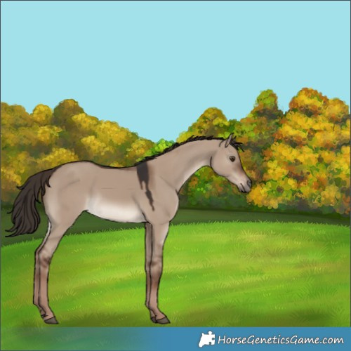 Horse Color:Liver Red Dun 
