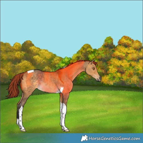 Horse Color:Buckskin Dun Tobiano Rabicano 