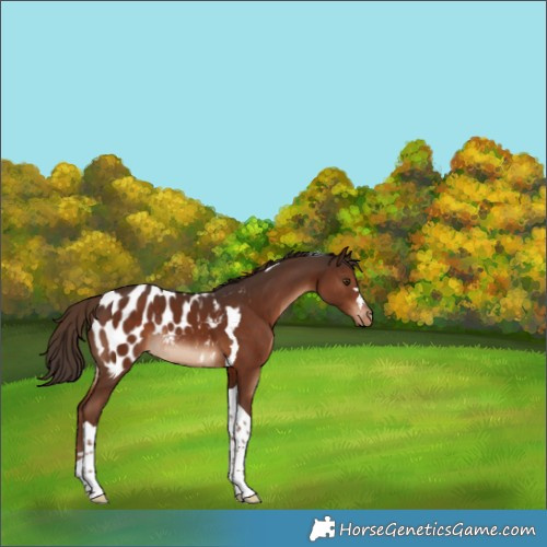 Horse Color:Liver Chestnut Tobiano Blanket Rabicano 