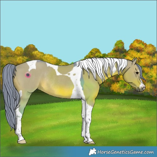 Horse Color:Watercolor Grullo Tobiano Rabicano 