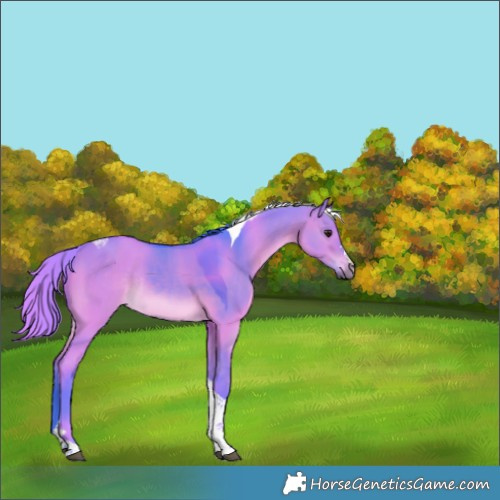 Horse Color:Watercolor Brown Dun Tobiano Rabicano 