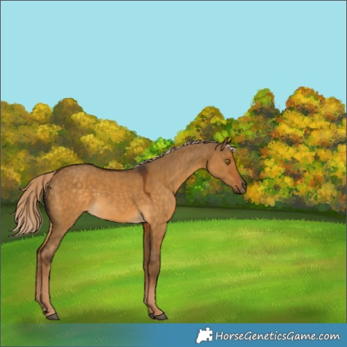 Horse Color:Chocolate Palomino Dun 