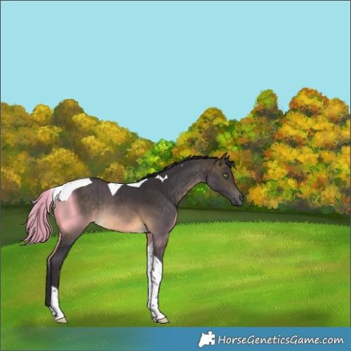 Horse Color:Buckskin Tobiano Rabicano 
