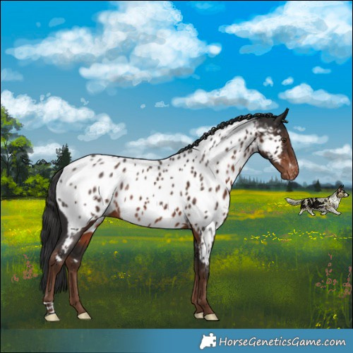 Horse Color:Liver Chestnut Appaloosa Rabicano