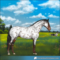 Horse Color:Liver Chestnut Near Leopard Rabicano 