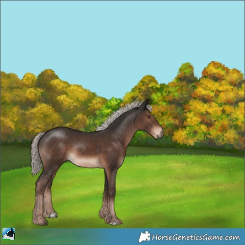 Horse Color:Liver Chestnut Mushroom Rabicano 