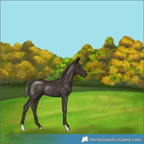 Horse Color:Liver Chestnut Mushroom Rabicano 