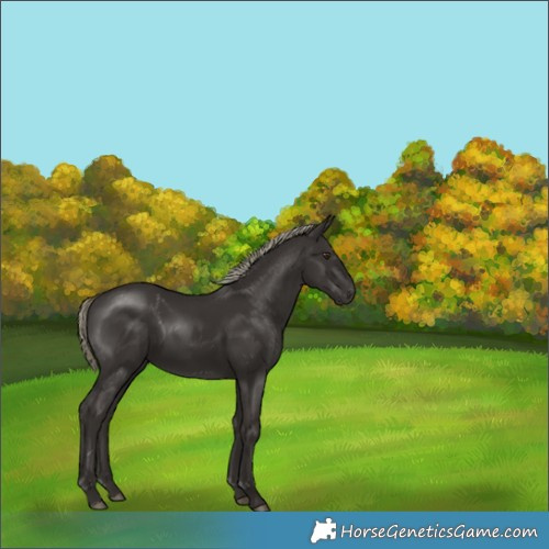 Horse Color:Liver Chestnut Mushroom Rabicano 
