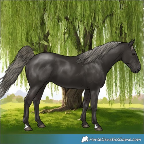 Horse Color:Liver Chestnut Mushroom 