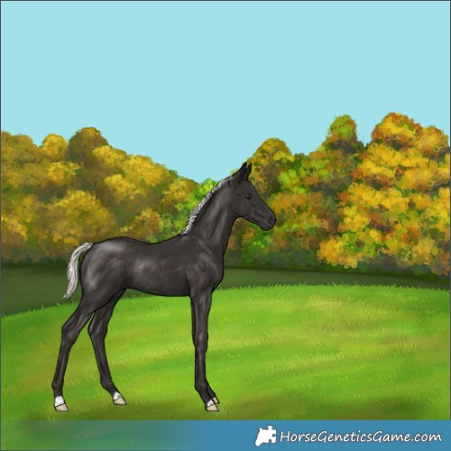 Horse Color:Liver Chestnut Mushroom Rabicano 