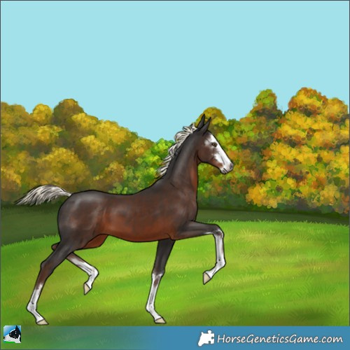 Horse Color:Gray Liver Chestnut Mushroom 