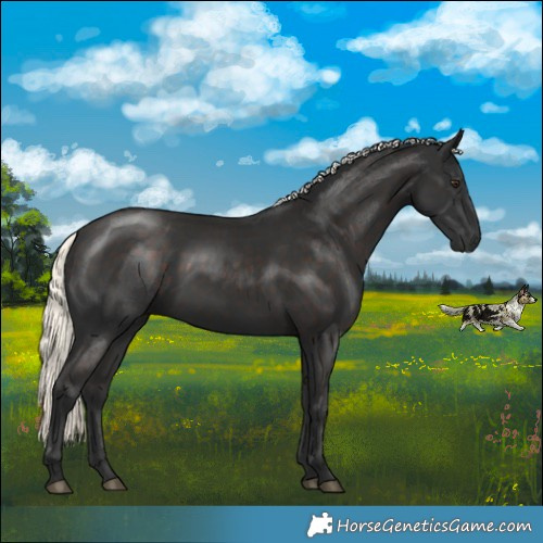 Horse Color:Liver Chestnut Mushroom Rabicano