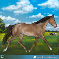 Horse Color:Gray Liver Red Dun Rabicano 