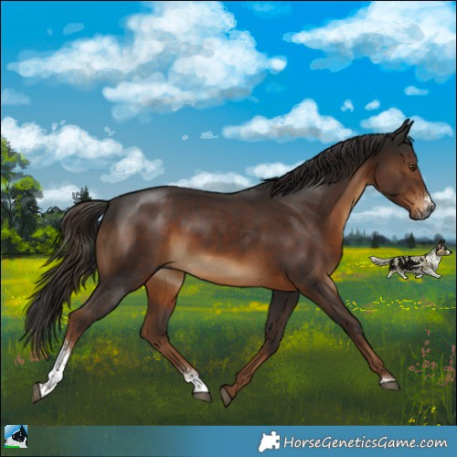 Horse Color:Gray Liver Chestnut Sabino