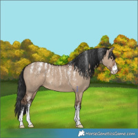 Horse Color:Powder White Liver Red Dun 