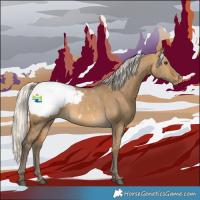 Horse Color:Silver Buckskin Dun Appaloosa