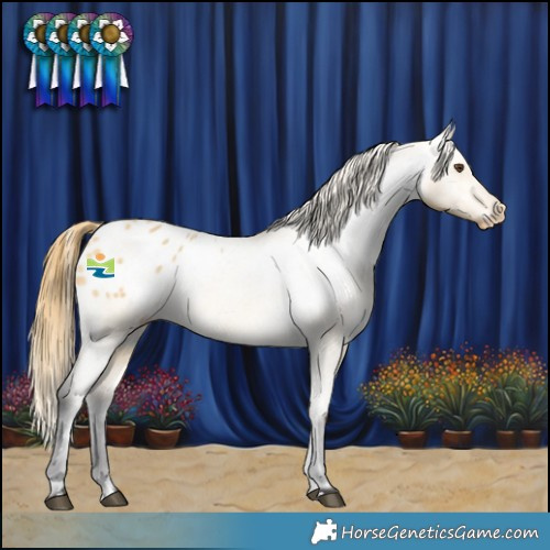 Horse Color:Buckskin Dun Appaloosa 