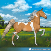 Horse Color:Palomino Tobiano 