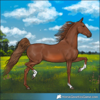 Horse Color:Chestnut Tobiano 