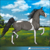Horse Color:Grullo Splash Tobiano 