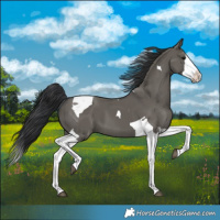 Horse Color:Grullo Splash Tobiano 