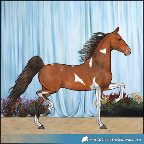 Horse Color:Bay Tobiano Appaloosa 