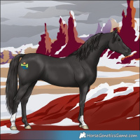 Horse Color:Smoky Black 