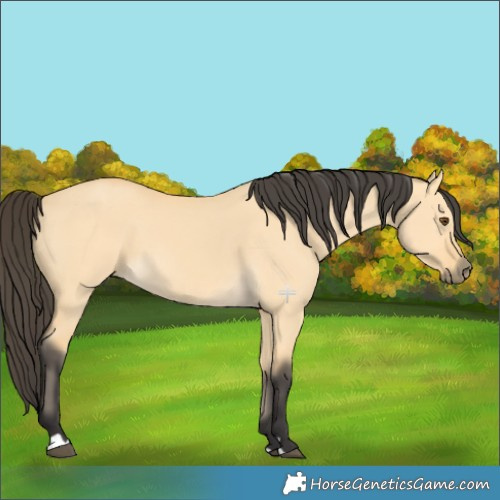 Horse Color:Buckskin Dun 