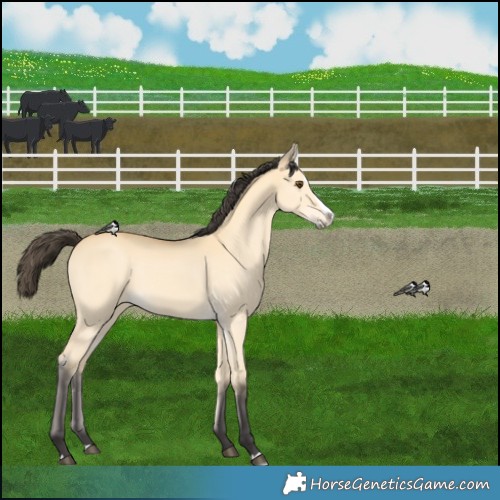 Horse Color:Buckskin Dun Splash 