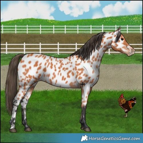 Horse Color:Bay Leopard 