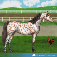 Horse Color:Bay Leopard 