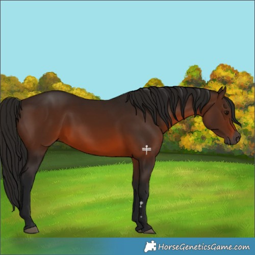 Horse Color:Gray Bay 