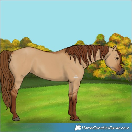 Horse Color:Gray Red Dun 