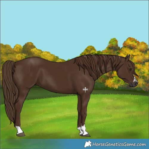 Horse Color:Gray Chestnut 