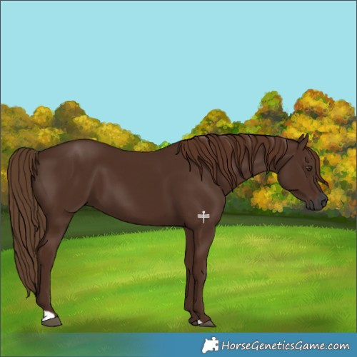 Horse Color:Gray Chestnut 