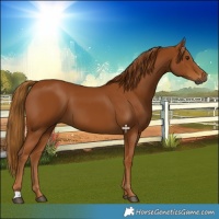 Horse Color:Gray Chestnut