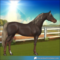 Horse Color:Liver Chestnut Rabicano 