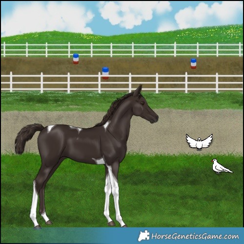 Horse Color:Liver Chestnut Tobiano 