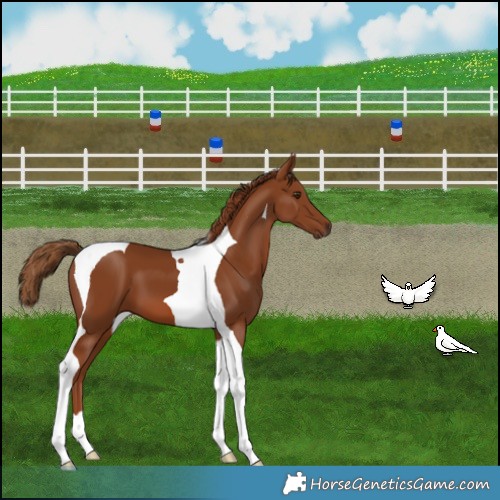Horse Color:Chestnut Tobiano 