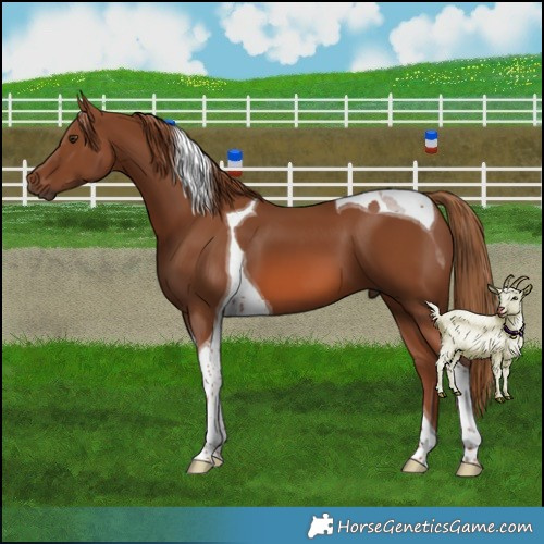 Horse Color:Chestnut Tobiano 