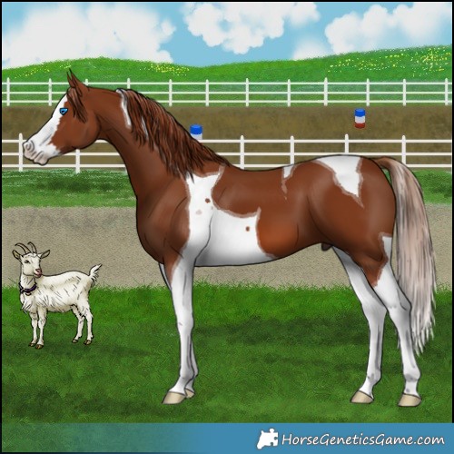 Horse Color:Chestnut Splash Tobiano 