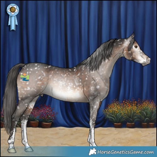 Horse Color:Gray Brown Sabino Appaloosa 