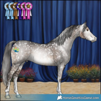 Horse Color:Gray Brown Sabino Appaloosa 