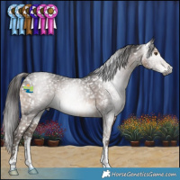 Horse Color:Gray Brown Sabino Appaloosa