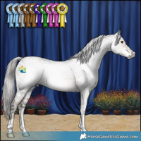 Horse Color:Gray Brown Sabino Snowflake Varnish 