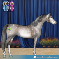 Horse Color:Gray Brown Sabino Appaloosa 