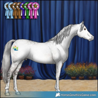 Horse Color:Gray Brown Sabino Appaloosa 