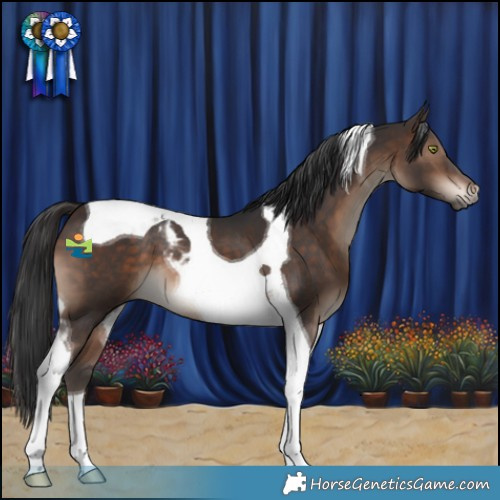 Horse Color:Brown Tobiano 