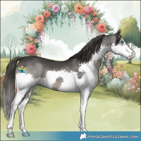 Horse Color:Black Splash Appaloosa 